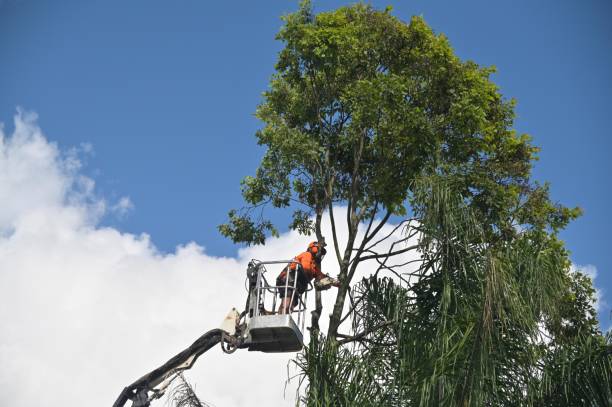 How Our Tree Care Process Works  in  La Selva Beach, CA